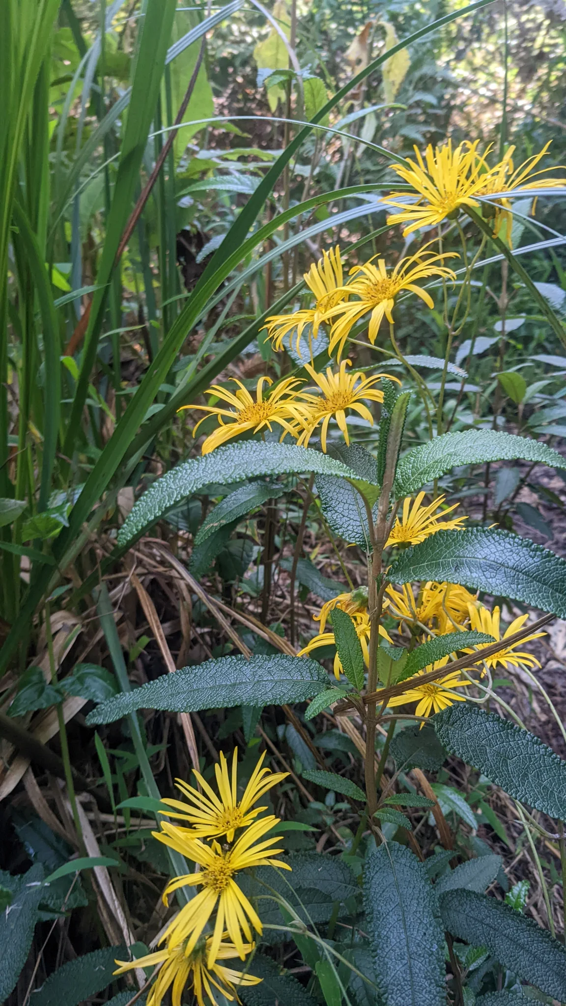 Yellow Liabum flower heads with many long ray florets grow above opposite, deeply veined leaves with pale undersides.