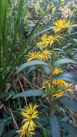 Yellow Liabum flower heads with many long ray florets grow above opposite, deeply veined leaves with pale undersides.