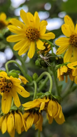 Spider among yellow daisy-like flowers. Finer identification remains unconfirmed.