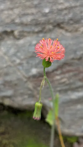 A coral-pink Emilia fosbergii head carries numerous tubular florets projecting above a green involucre on a slender stem.