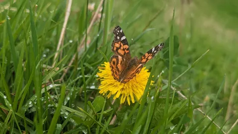 Butterfly or moth on a yellow flower. Finer identification remains unconfirmed.