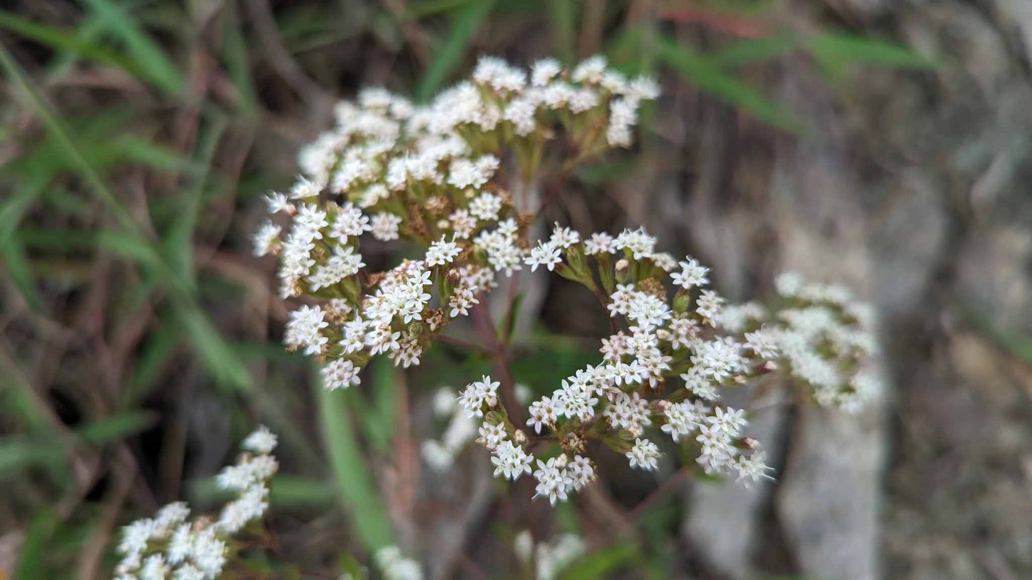 Small white Stevia flower heads form a branching flat-topped cluster, with five tiny florets emerging from each narrow involucre.