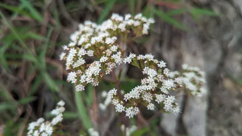 Small white Stevia flower heads form a branching flat-topped cluster, with five tiny florets emerging from each narrow involucre.