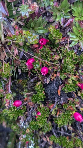 Pink urn-shaped flowers grow among small leathery leaves. A Gaultheria identification is tentative.