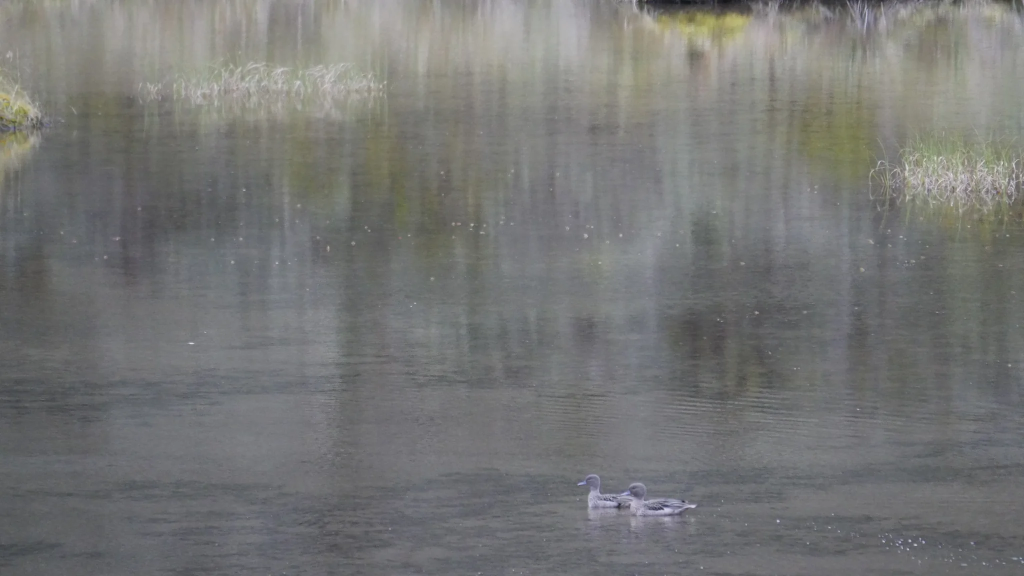 Waterbirds beneath reflected trees