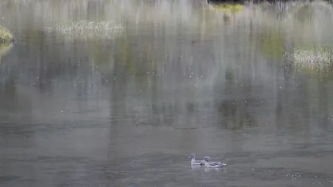 Waterbirds beneath reflected trees