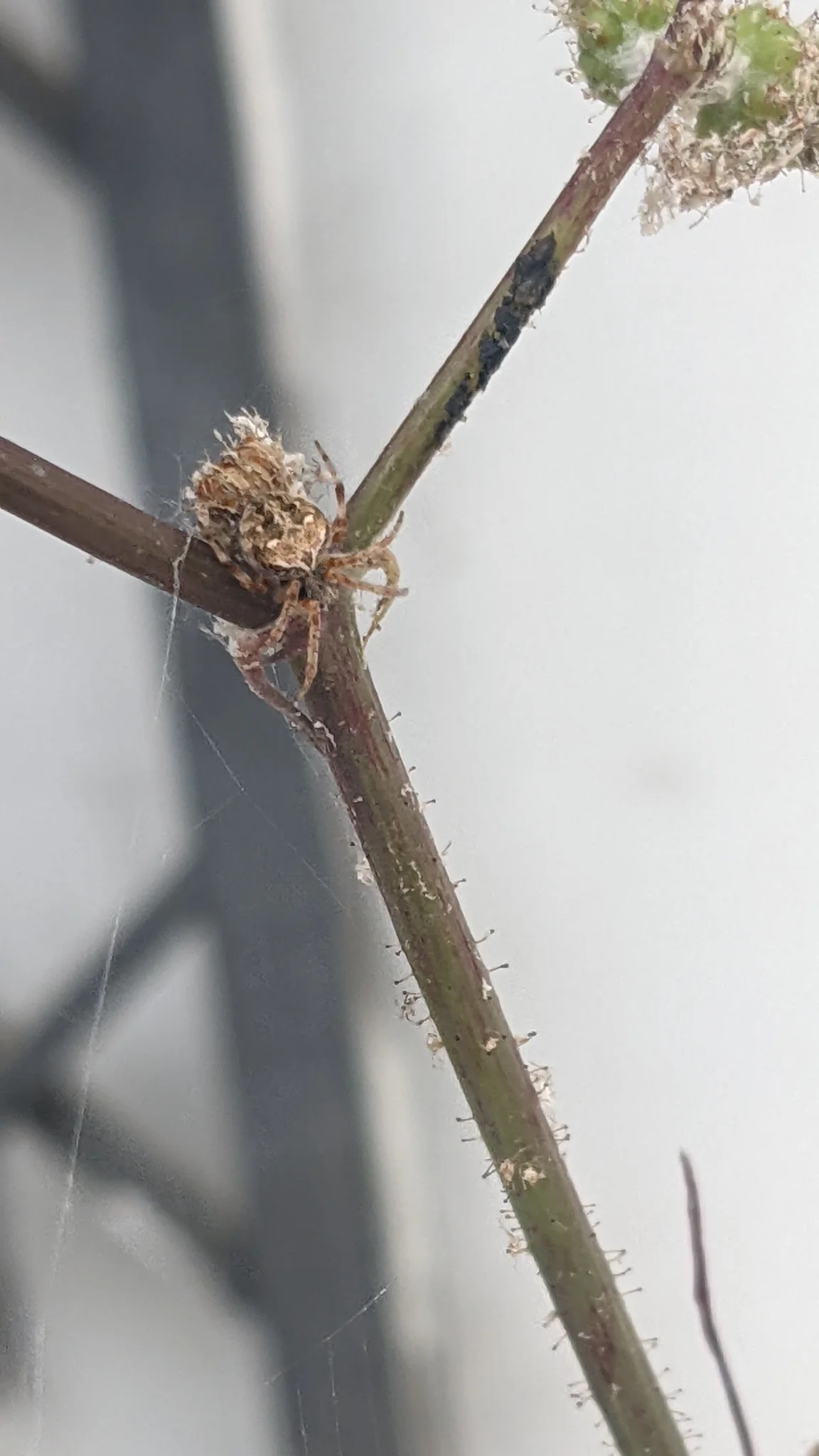 Small spider on a bare twig. Finer identification remains unconfirmed.