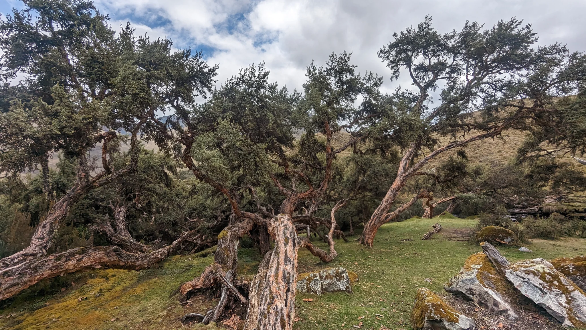 Twisted trees across rocky ground