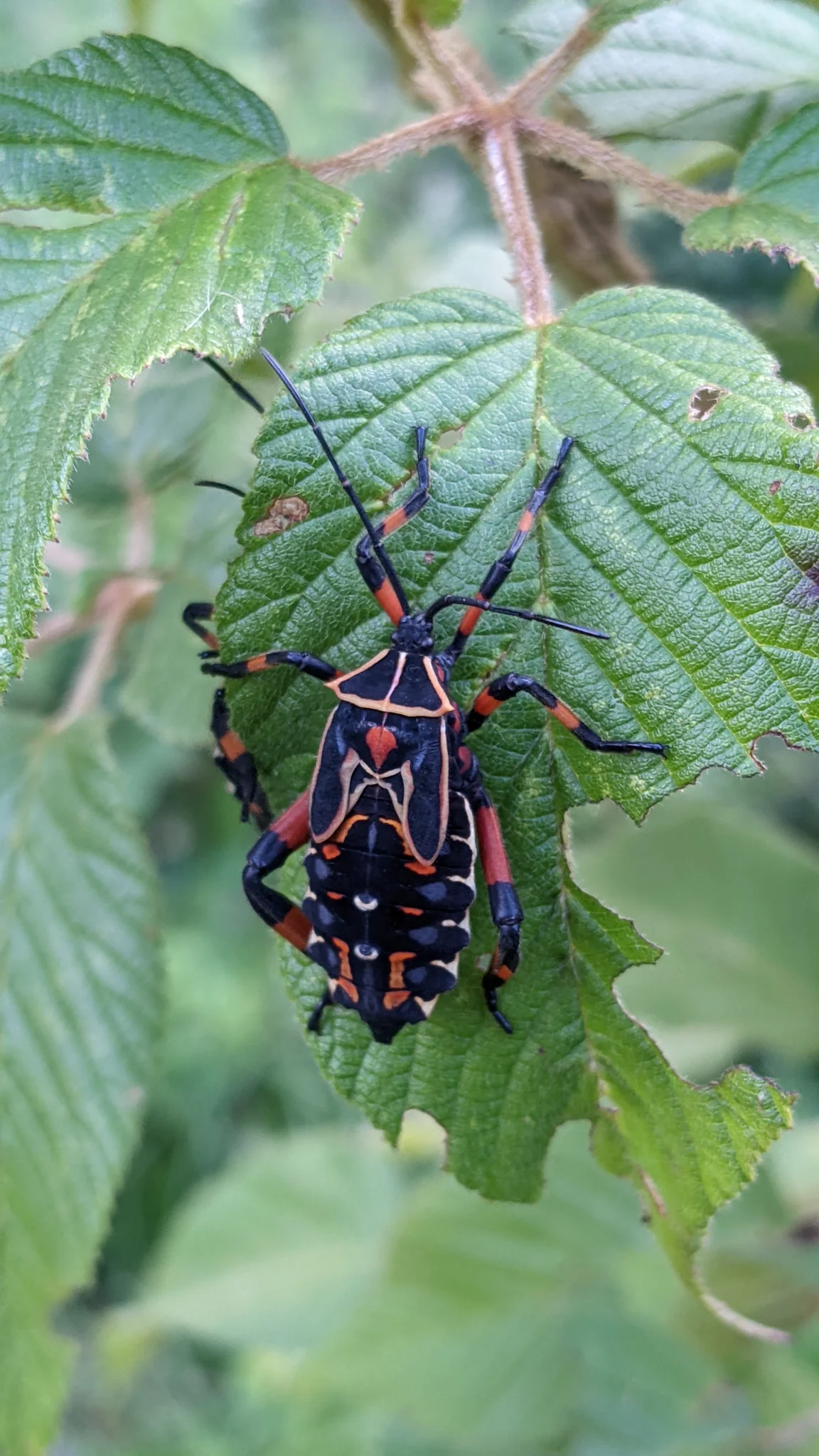 Red-and-black insect on a textured leaf. Finer identification remains unconfirmed.