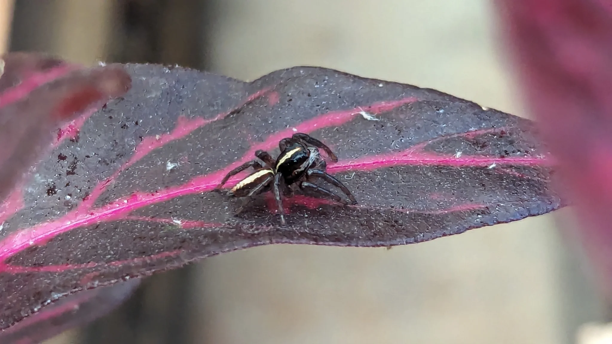 Dark spider on a purple leaf. Finer identification remains unconfirmed.