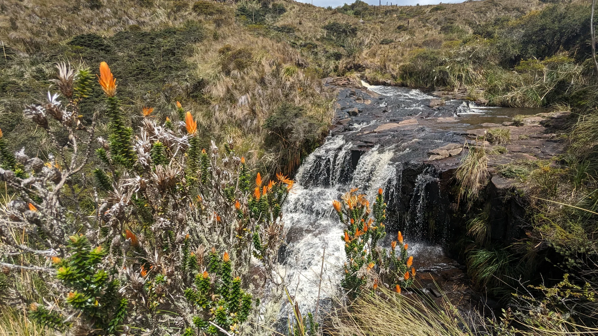 Orange flowers beside rushing water