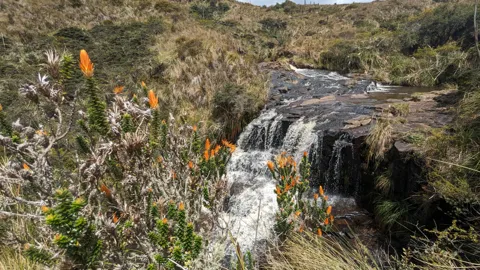 Orange flowers beside rushing water
