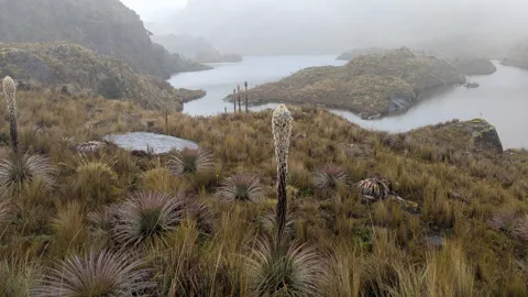 Highland lagoons among páramo grass. The water body is not securely named.