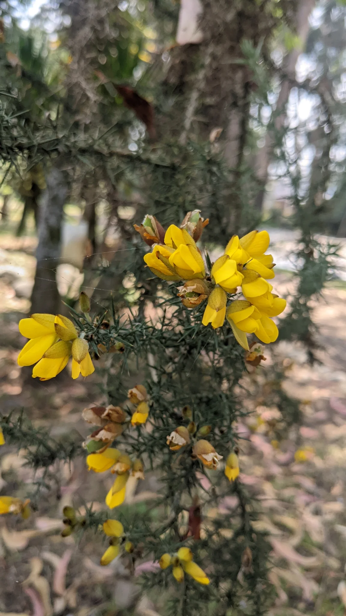 Yellow flowers on tree. Finer identification remains unconfirmed.