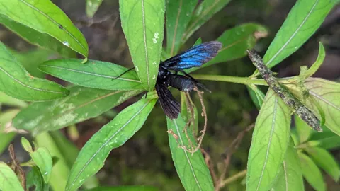Blue-black winged insect among leaves. Finer identification remains unconfirmed.