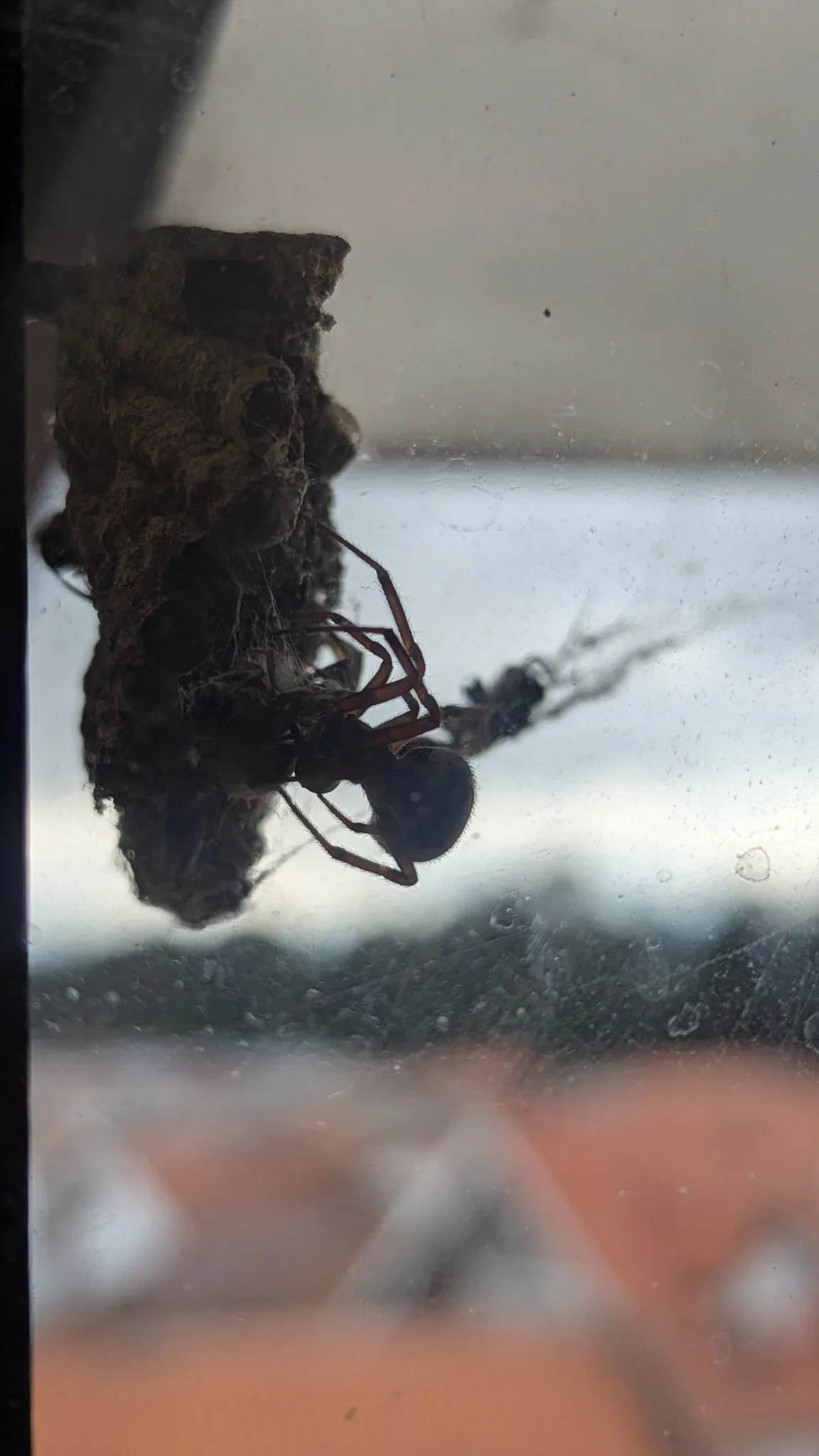 Dark flying insect or wasp on a window edge. Finer identification remains unconfirmed.
