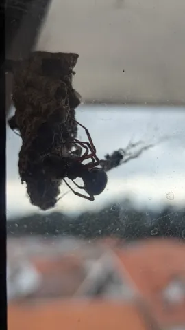 Dark flying insect or wasp on a window edge. Finer identification remains unconfirmed.