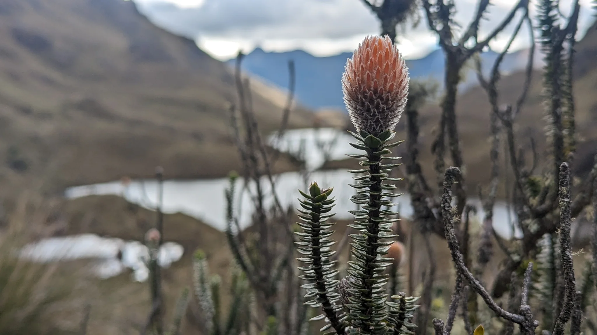 An orange highland flower spike stands in front of mountain lakes.