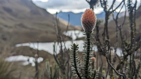 An orange highland flower spike stands in front of mountain lakes.