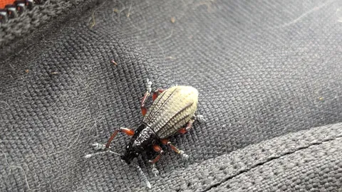 A weevil with pale scales, a dark head and reddish legs rests on woven fabric. Family-level Curculionidae is a tentative identification.