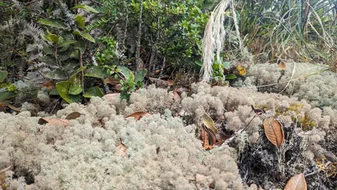 Pale lichen cushions beneath shrubs. Finer identification remains unconfirmed.