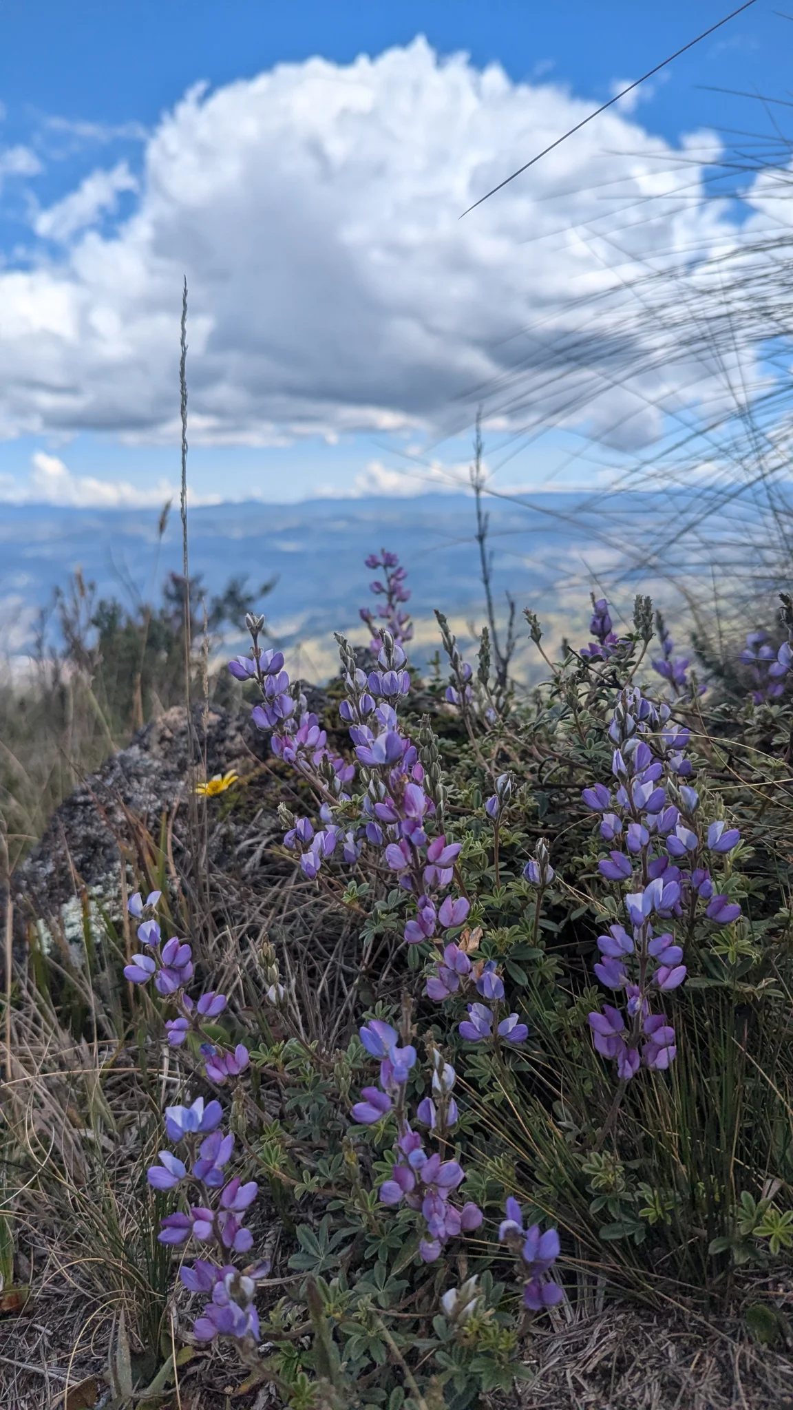 Purple flowers below passing clouds