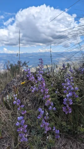 Purple flowers below passing clouds