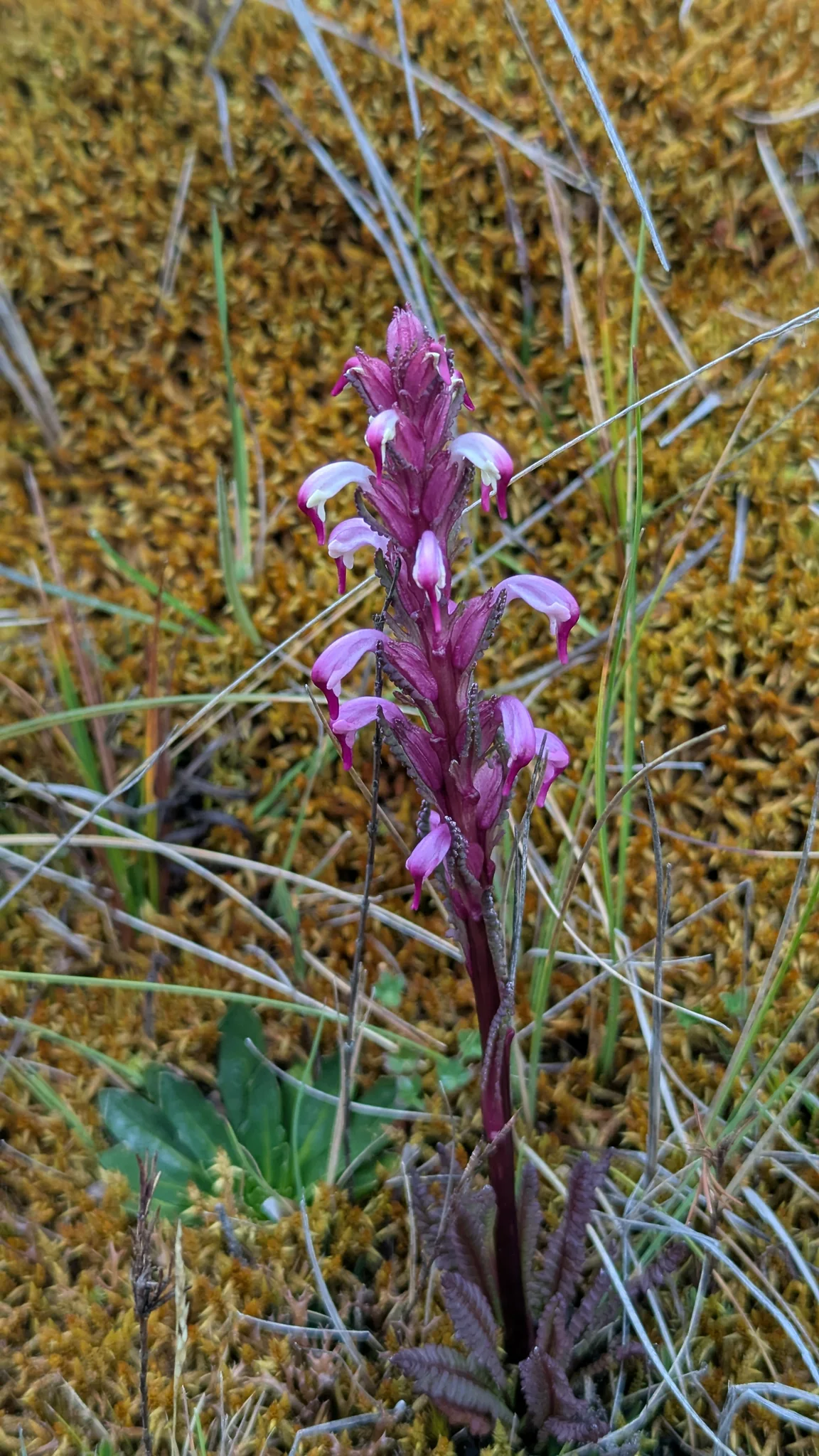 A pink flower spike against golden moss