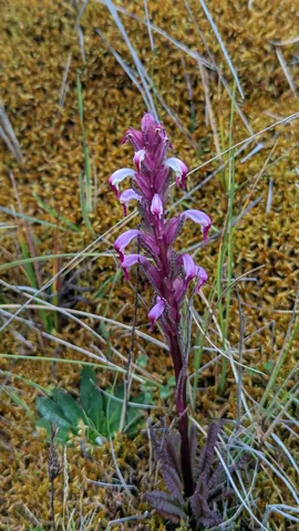 A pink flower spike against golden moss