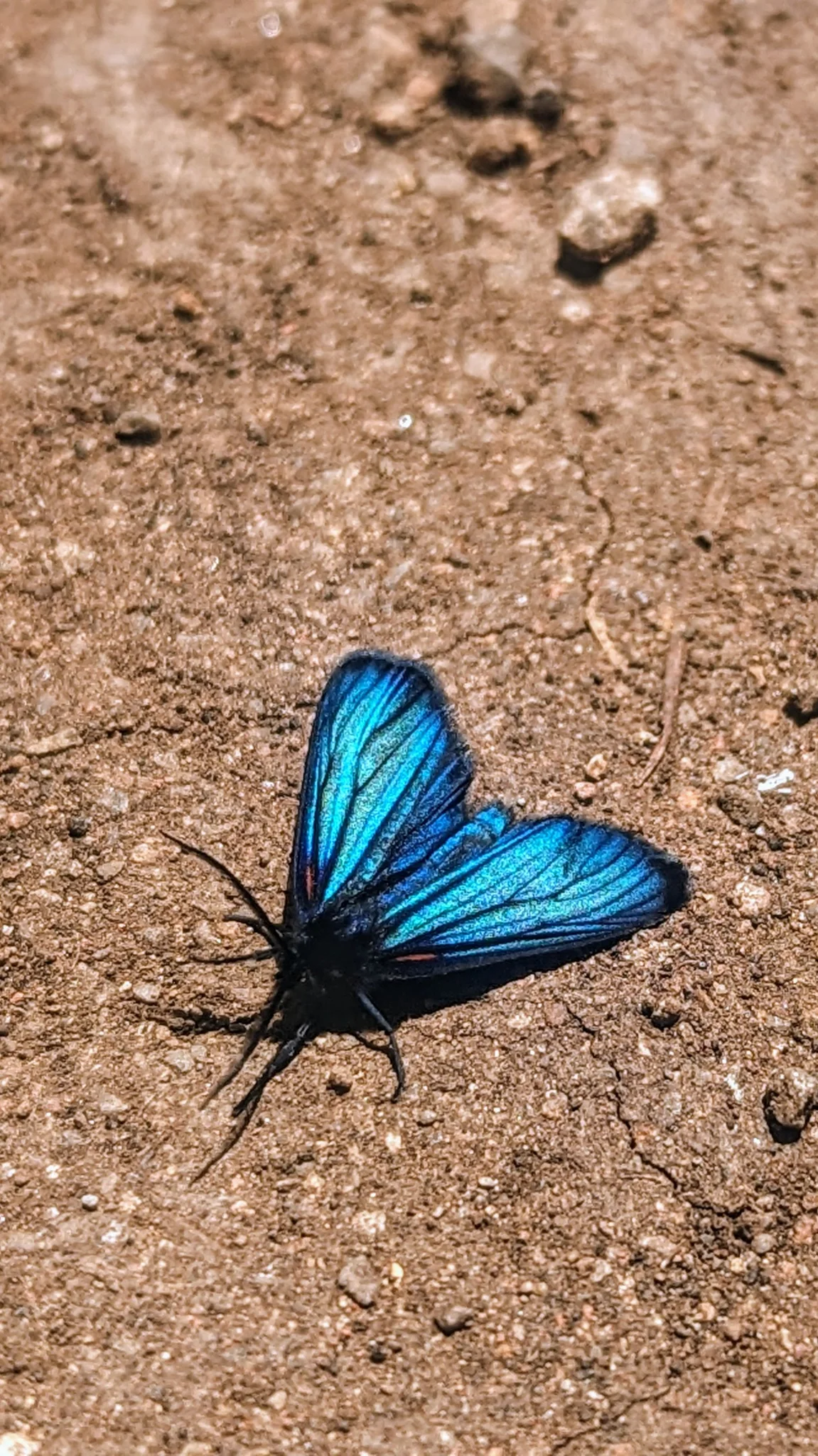Blue butterfly on bare ground. Finer identification remains unconfirmed.