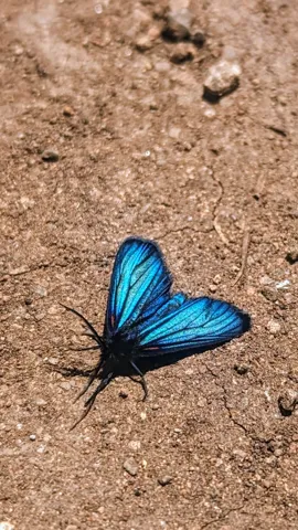 Blue butterfly on bare ground. Finer identification remains unconfirmed.