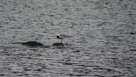 Gaviota andina reposando en una roca en la laguna largartococha.