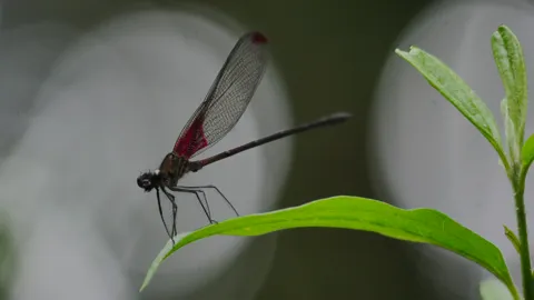 Damselfly on green leaf. Finer identification remains unconfirmed.
