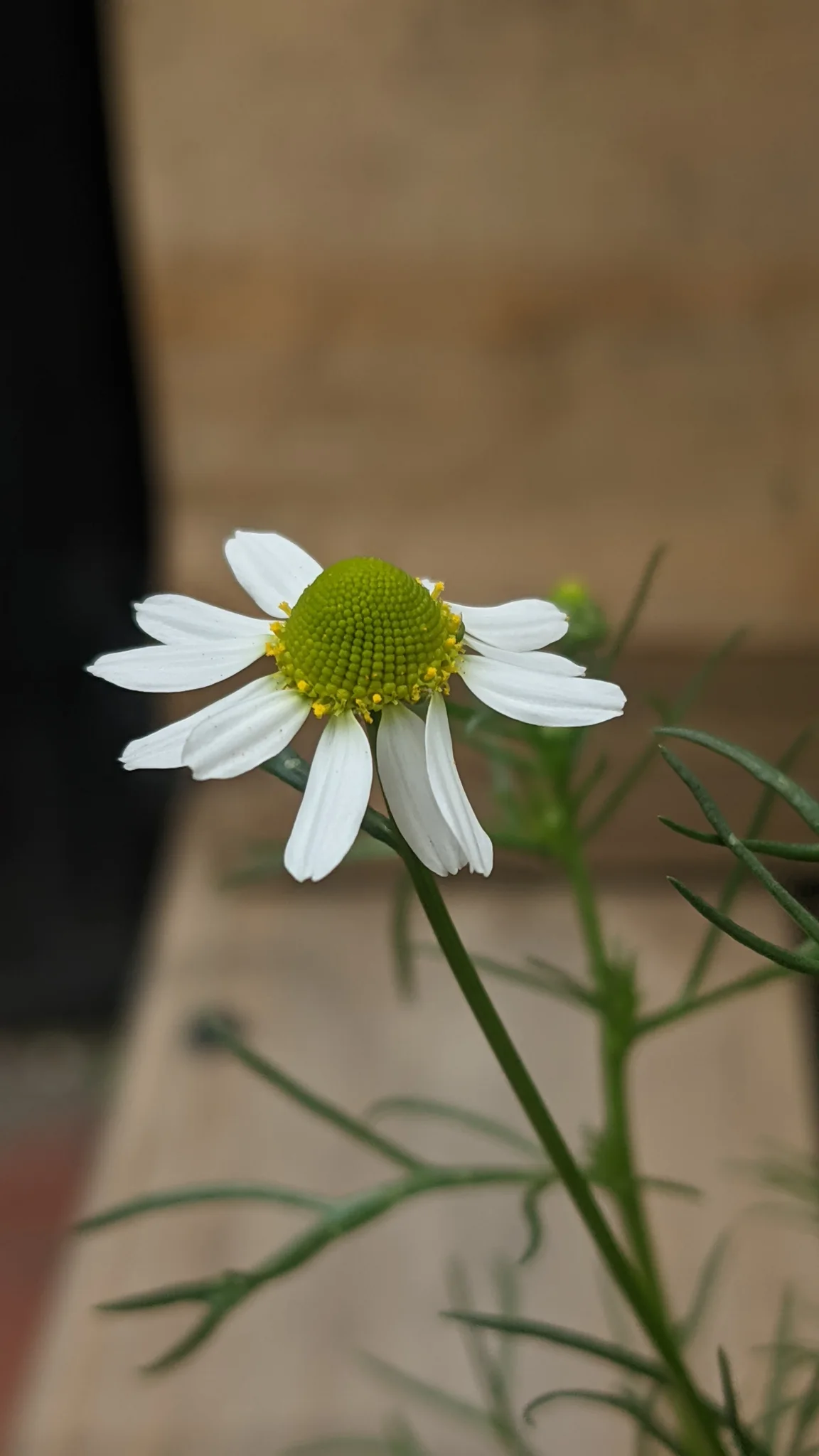 A single chamomile (Matricaria chamomilla) flower head has white rays around a raised yellow centre, above finely divided green leaves.