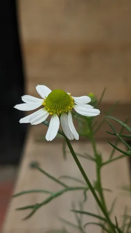 A single chamomile (Matricaria chamomilla) flower head has white rays around a raised yellow centre, above finely divided green leaves.