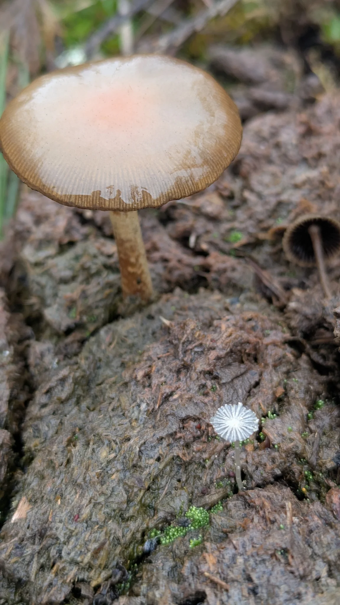 Pale brown mushroom with a striate margin. Finer identification remains unconfirmed.