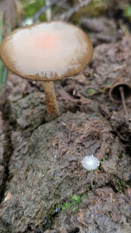 Pale brown mushroom with a striate margin. Finer identification remains unconfirmed.