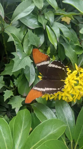 Butterfly on leafy branch. Finer identification remains unconfirmed.