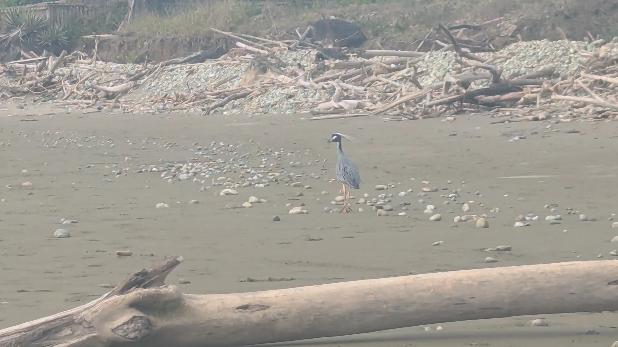 Birds along sandy shore. Finer identification remains unconfirmed.