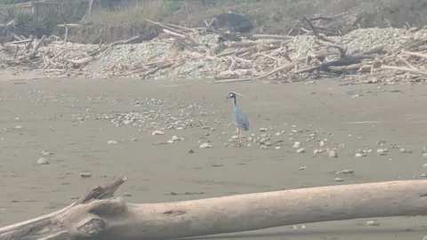 Birds along sandy shore. Finer identification remains unconfirmed.