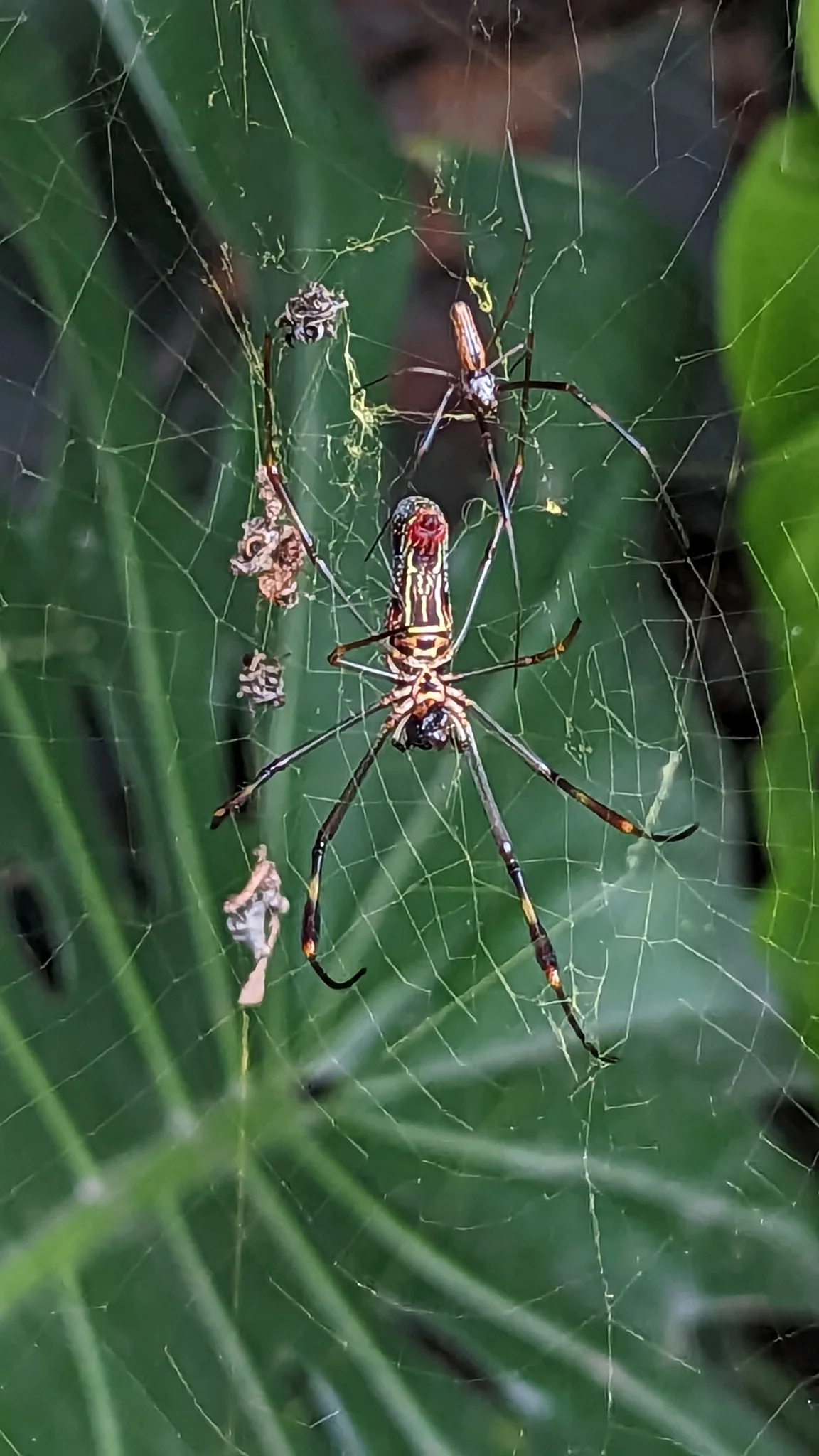 Reddish spider among narrow leaves. Finer identification remains unconfirmed.