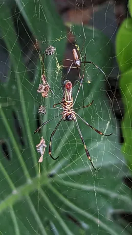 Reddish spider among narrow leaves. Finer identification remains unconfirmed.