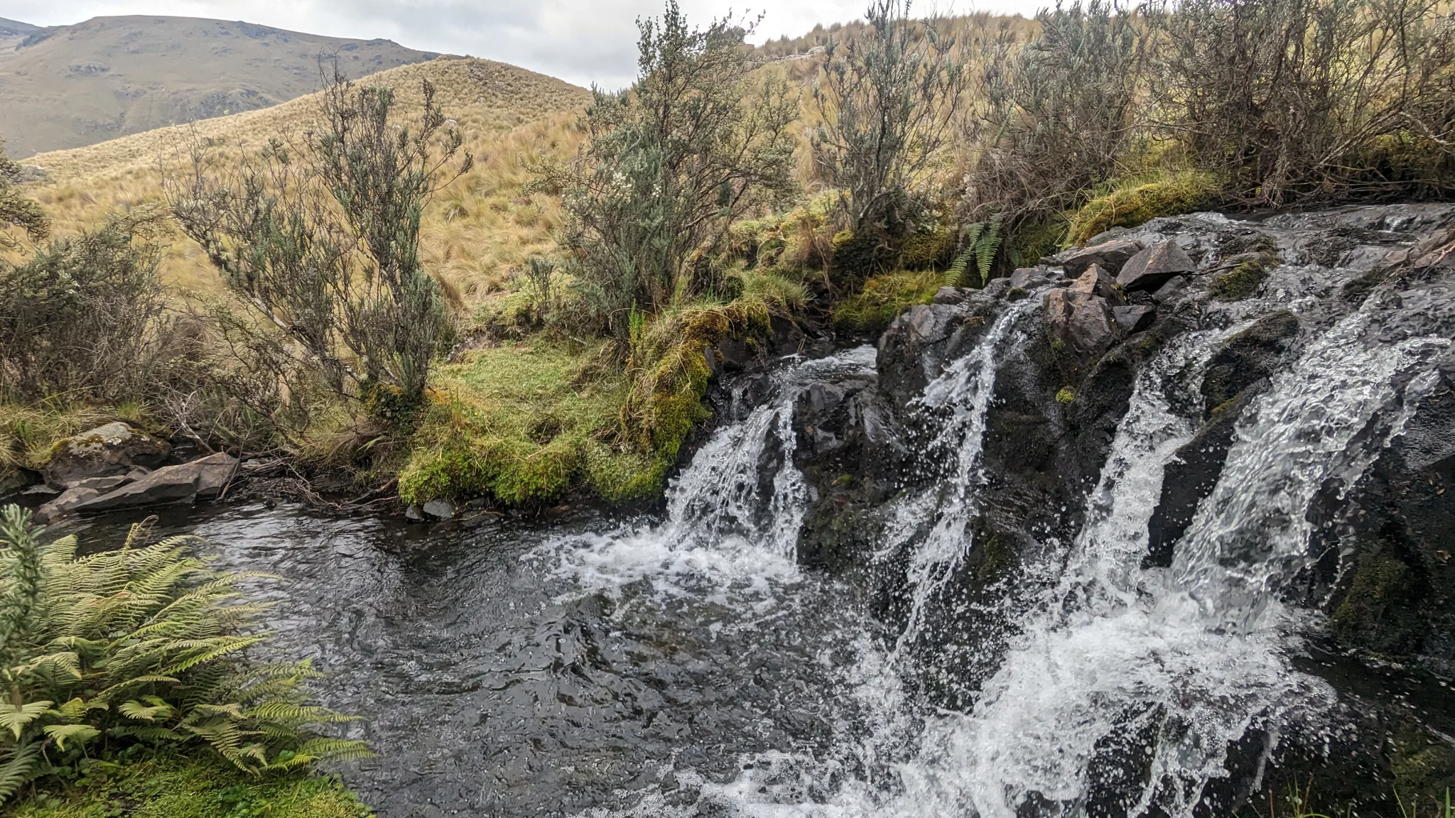 A broad cascade below highland trees