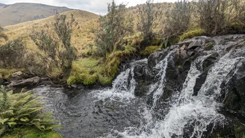 A broad cascade below highland trees