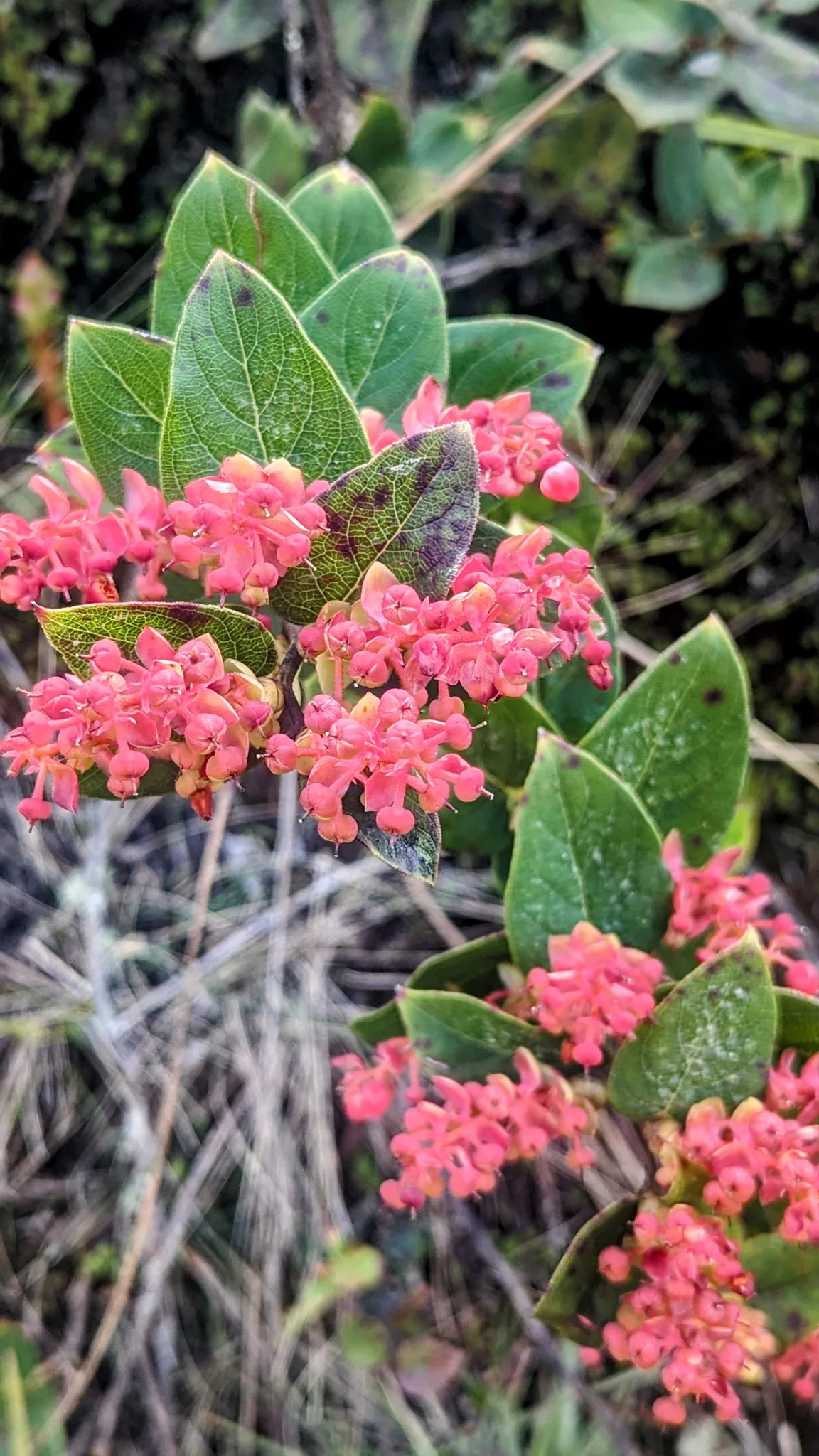 Pink flower clusters on a leafy branch