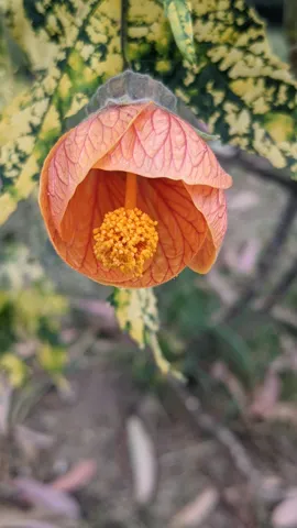 Orange bell-shaped flower. Finer identification remains unconfirmed.
