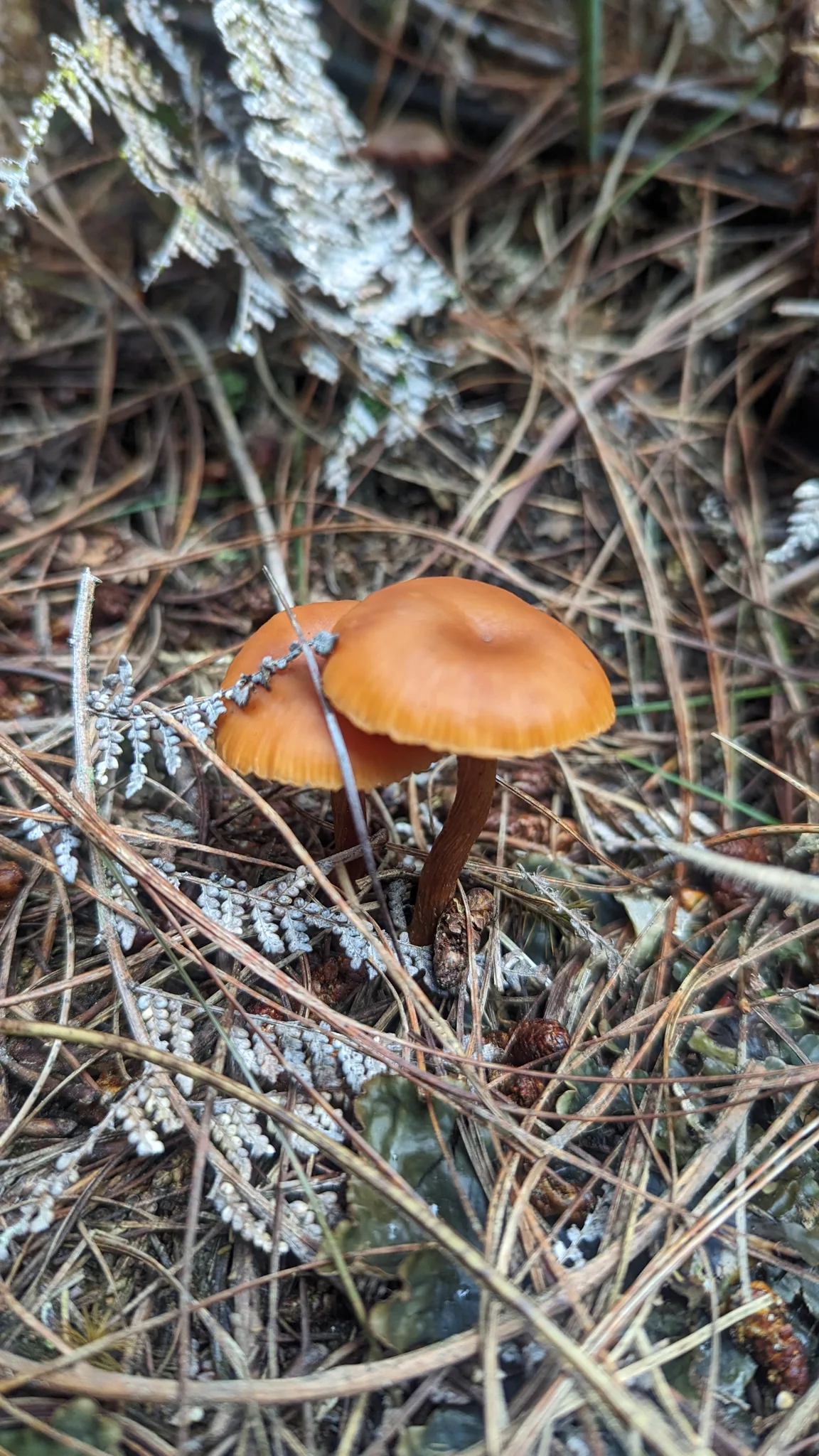 Orange mushrooms on lichen-covered wood. Finer identification remains unconfirmed.