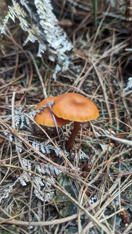 Orange mushrooms on lichen-covered wood. Finer identification remains unconfirmed.