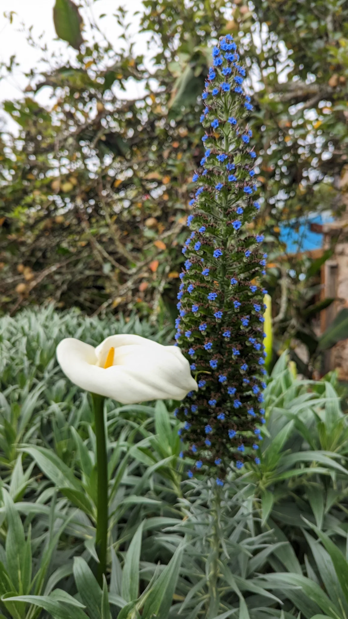 A white calla lily (Zantedeschia aethiopica) rises among green shrubs, its curved white spathe surrounding a yellow spadix, with blue flowers behind.