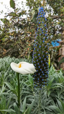 A white calla lily (Zantedeschia aethiopica) rises among green shrubs, its curved white spathe surrounding a yellow spadix, with blue flowers behind.